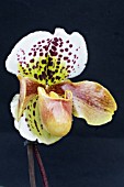 PAPHIOPEDILUM FRECKLES HYBRID