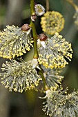 SALIX CAPREA PENDULA