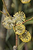 SALIX CAPREA PENDULA