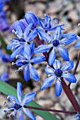 SCILLA BIFOLIA