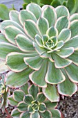 AEONIUM SUNBURST