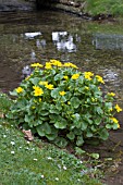 CALTHA PALUSTRIS