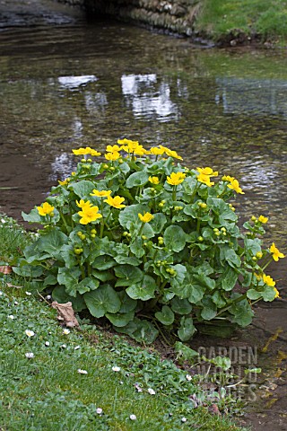 CALTHA_PALUSTRIS