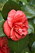 CAMELLIA JAPONICA ADOLPHE AUDUSSON  VARIEGATA