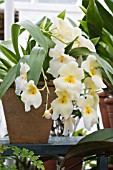 MILTONIA YELLOW HYBRID