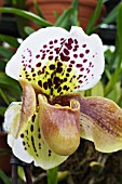 PAPHIOPEDILUM FLINDERS PARK