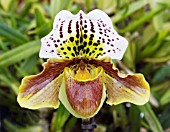 PAPHIOPEDILUM FLINDERS PARK