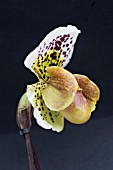 PAPHIOPEDILUM FRECKLES HYBRID