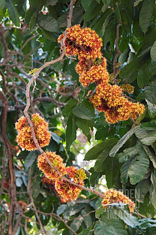 SARACA_INDICA