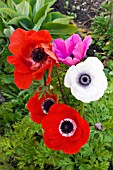 ANEMONE CORONARIA DE CAEN GROUP