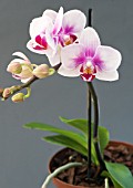 PHALAENOPSIS MINI