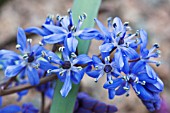 SCILLA BIFOLIA