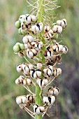 ALBUCA FLECKII