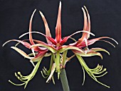 HIPPEASTRUM CHICO