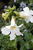 INCARVILLEA DELAVAYI SNOWTOP