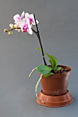 PHALAENOPSIS MINI