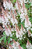 TIARELLA WHERRYI