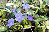 VINCA MINOR ILLUMINATION