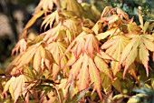 ACER PALMATUM ORANGE DREAM