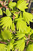 ACER SHIRASAWANUM AUREA