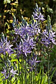 CAMASSIA QUAMASH