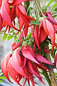 CLIANTHUS PUNICEUS