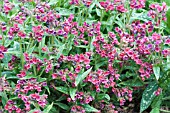 PULMONARIA RASPBERRY SPLASH