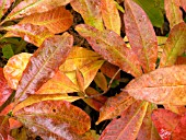 RHODODENDRON JAONICUM