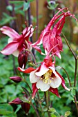 AQUILEGIA RED HOBBIT, HARDY PERENNIAL, APRIL