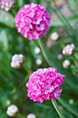 ARMERIA MARITIMA RUBY GLOW