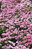 BELLIS PERENNIS RUBY ROSE