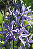 CAMASSIA QUAMASH