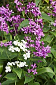 LUNARIA ANNUA & L A ALBIFLORA