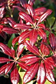 PIERIS JAPONICA KATSURA