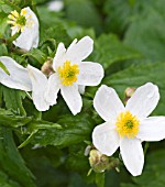 RANUNCULUS PLATANIFOLIUS