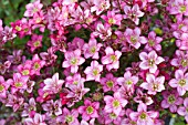 SAXIFRAGA PINK CARPET