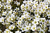 SAXIFRAGA WHITE CARPET