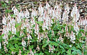 TIARELLA WHERRYI