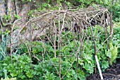 HAZEL TWIG TRAINING FRAME FOR ACONITUM