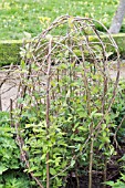 HAZEL TWIG TRAINING FRAME FOR CLEMATIS