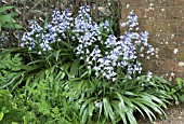 HYACINTHOIDES HISPANICA BLUE QUEEN