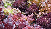 LACTUCA SATIVA, LETTUCE