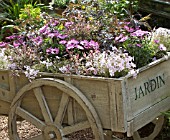 OSTEOSPERMUM FLOWER POWER; HEBE HEARTBREAKER; PHLOX SUBULATA & SAMBUCUS NIGRA BLACK LACE