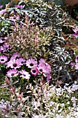 OSTEOSPERMUM FLOWER POWER, HEBE HEARTBREAKER, PHLOW SUBULATA & SAMBUCUS NIGRA BLACK LACE