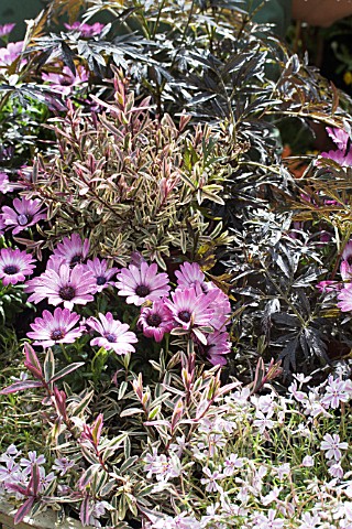 OSTEOSPERMUM_FLOWER_POWER_HEBE_HEARTBREAKER_PHLOW_SUBULATA__SAMBUCUS_NIGRA_BLACK_LACE