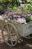 OSTEOSPERMUM FLOWER POWER; HEBE HEARTBREAKER; PHLOX SUBULATA & SAMBUCUS NIGRA BLACK LACE