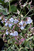 POLEMONIUM REPTANS STAIRWAY TO HEAVEN