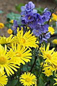 POLEMONIUM YEZOENSE BRESSINGHAM PURPLE (POLBRESS) & DORONICUM LITTLE LEO