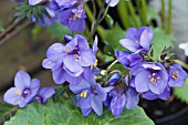 POLEMONIUM YEZOENSE BRESSINGHAM PURPLE (POLBRESS)