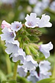 PULMONARIA OCUPOL